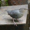 American Dipper