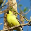 American Goldfinch