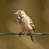 American Pipit