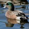 American Wigeon