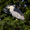 Black-crowned Night-Heron