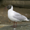 Black-headed Gull