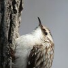 Brown Creeper