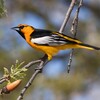 Bullock's Oriole