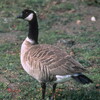 Cackling Goose