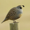 California Quail