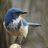 California Scrub-Jay