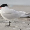 Caspian Tern