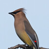 Cedar Waxwing