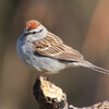 Chipping Sparrow