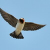 Cliff Swallow