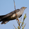 Common Cuckoo