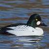 Common Goldeneye