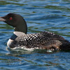 Common Loon