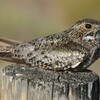 Common Nighthawk