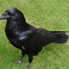 Common Raven