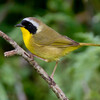 Common Yellowthroat