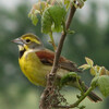 Dickcissel
