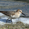 Dunlin