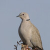 Eurasian Collared-Dove