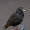 European Starling
