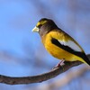 Evening Grosbeak