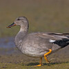 Gadwall