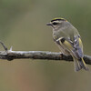 Golden-crowned Kinglet