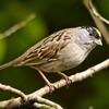 Golden-crowned Sparrow