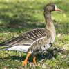 Greater White-fronted Goose