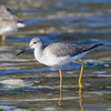 Greater Yellowlegs