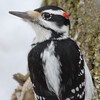 Hairy Woodpecker