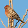 House Finch