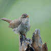 House Wren