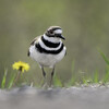 Killdeer