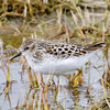 Least Sandpiper