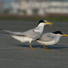 Least Tern