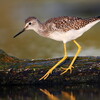 Lesser Yellowlegs