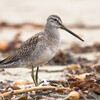 Long-billed Dowitcher