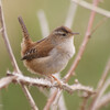 Marsh Wren