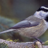 Mountain Chickadee