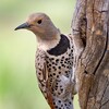 Northern Flicker