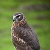 Northern Harrier