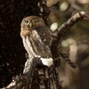 Northern Pygmy-Owl