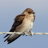Northern Rough-winged Swallow