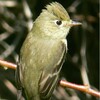 Pacific-slope Flycatcher