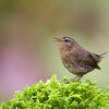 Pacific Wren