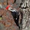 Pileated Woodpecker