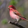 Purple Finch