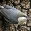 Pygmy Nuthatch